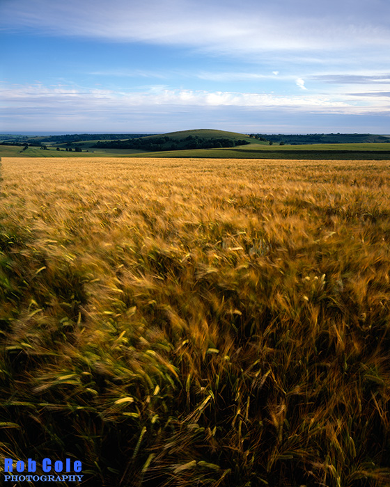 Ripening barley growing on the South Downs swirls in the wind on a summer evening