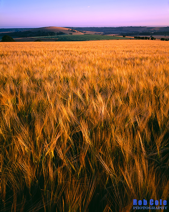 Soft evening light gives a glow to barley growing on the South Downs in Sussex