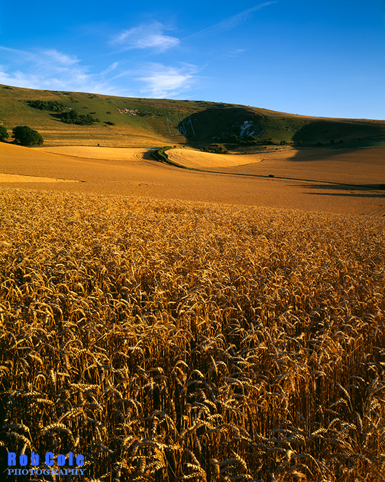 Fields of golden wheat growing on the slopes of the South Downs below the Long Man of Wilmington