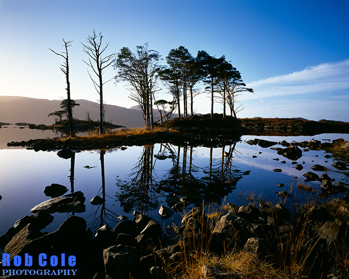 Caledonian pines on an island in Loch Assynt