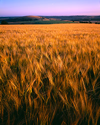Soft evening light gives a glow to barley growing on the South Downs in Sussex