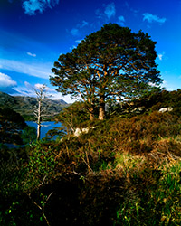 Scots pines beside Loch Maree, Torridon, Scotland