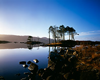 Caledonian Pines, Loch Assynt, Wester Ross, Scotland