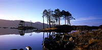 Caledonian pines on an island in Loch Assynt