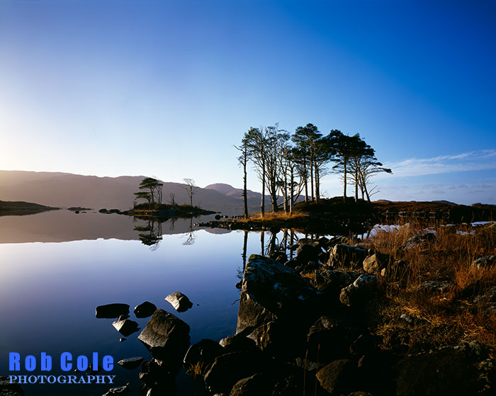 Caledonian Pines, Loch Assynt, Wester Ross, Scotland