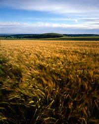 Ripening barley growing on the South Downs swirls in the wind on a summer evening