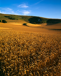 Fields of golden wheat growing on the slopes of the South Downs below the Long Man of Wilmington